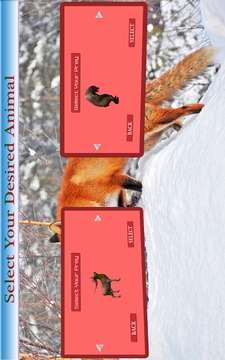 Animals Hunting 2015游戏截图1