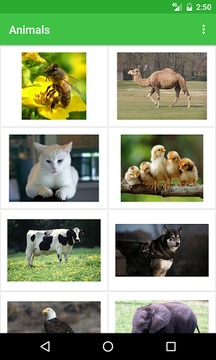 Animals Names游戏截图2