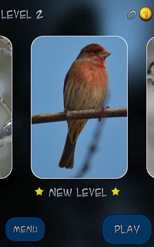 Hidden Pieces: Winter Birding游戏截图2