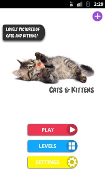 Differences: Cats & Kittens游戏截图1