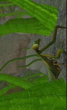 Praying Mantis Simulator 3D游戏截图4