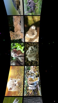 Baby Animal Sounds for Kids游戏截图1