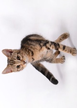 Kittens Muddle Puzzle Game游戏截图2