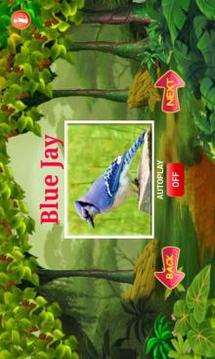 Learn Animal Sounds游戏截图4