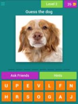 Guess the dog quiz游戏截图3