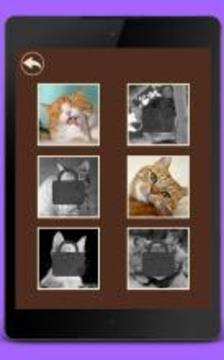 What cat am I?游戏截图4