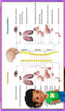 Learning The Body Parts游戏截图1