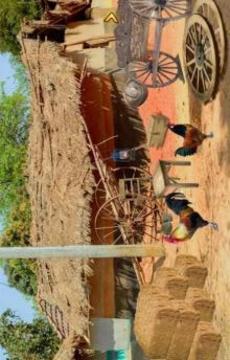 Can You Escape - Village游戏截图3