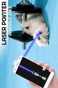 Laser Pointer Animal游戏截图3