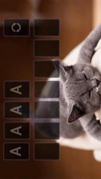 Solitaire Cute Cats Theme游戏截图4
