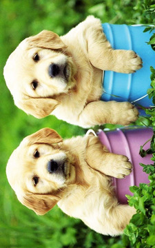 Dog and Puppy Puzzle for Kids游戏截图1