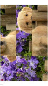 Dog and Puppy Puzzle for Kids游戏截图4
