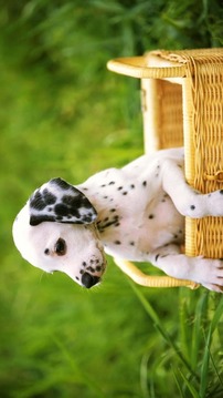 Dog and Puppy Puzzle for Kids游戏截图3