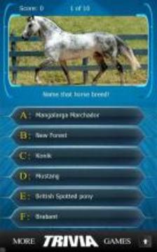 Name that Horse Breed Trivia游戏截图5