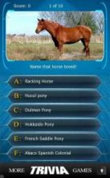 Name that Horse Breed Trivia游戏截图2