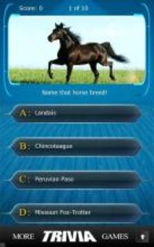 Name that Horse Breed Trivia游戏截图3