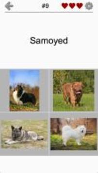 Dogs Quiz - Guess Popular Dog Breeds on the Photos游戏截图2