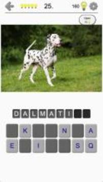 Dogs Quiz - Guess Popular Dog Breeds on the Photos游戏截图1
