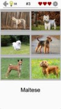 Dogs Quiz - Guess Popular Dog Breeds on the Photos游戏截图4