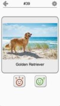 Dogs Quiz - Guess Popular Dog Breeds on the Photos游戏截图5
