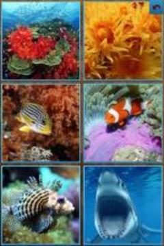 Sea Life Jigsaw Puzzles游戏截图1