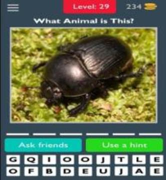 Best Animals Quiz游戏截图2