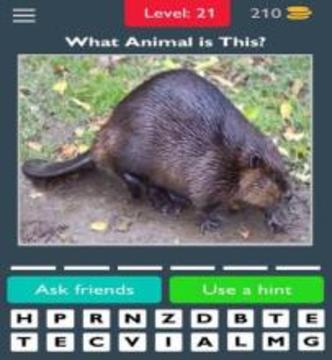 Best Animals Quiz游戏截图4