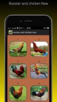 Rooster and chicken New游戏截图1