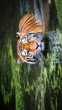 Tile Puzzles · Wild Animals游戏截图1