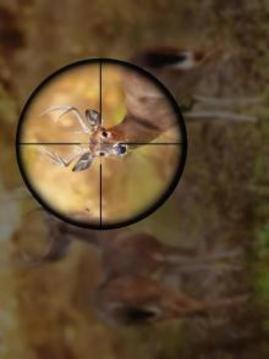 Classic Deer hunting: Sniper Shootout 2018游戏截图1