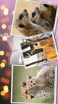 Wild Safari Quick Snapshot 3D游戏截图2