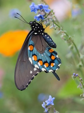 Butterfly Jigsaw Puzzles游戏截图3