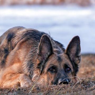 德国牧羊犬新拼图游戏截图1