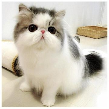 Match the Cats游戏截图3