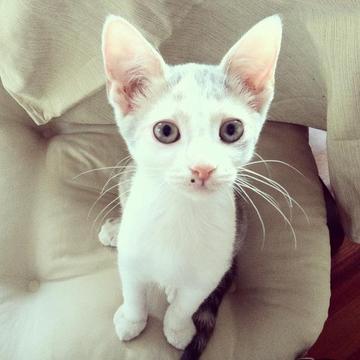 Match the Cats游戏截图2