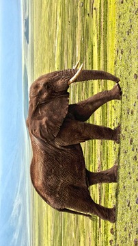 Tile Puzzles · Africa游戏截图5