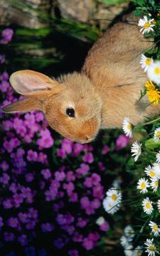 Puzzle - Cute bunnies游戏截图1
