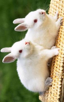 Puzzle - Cute bunnies游戏截图4
