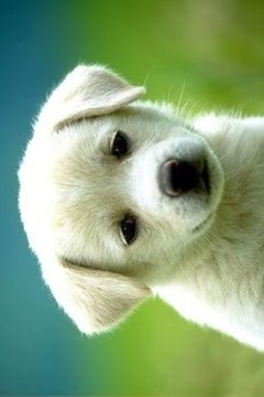 动物滑动拼图游戏截图3