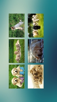 Jigsaw Puzzle Dogs游戏截图4