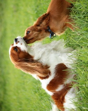 骑士查理王猎犬游戏截图2