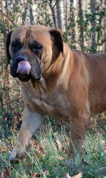 购买boerboel拼图游戏截图5