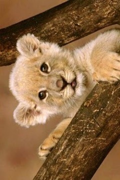 动物滑动拼图游戏截图4