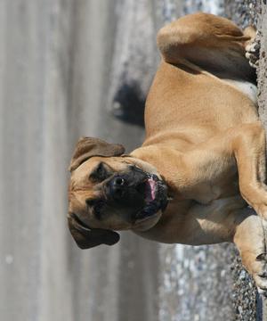 购买boerboel拼图游戏截图1