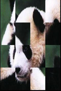 熊猫免费益智游戏截图1