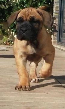 购买boerboel拼图游戏截图4