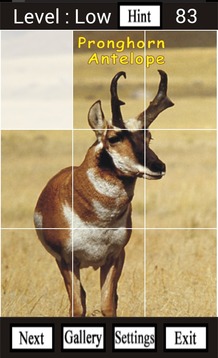 Wild Animals of North America游戏截图3