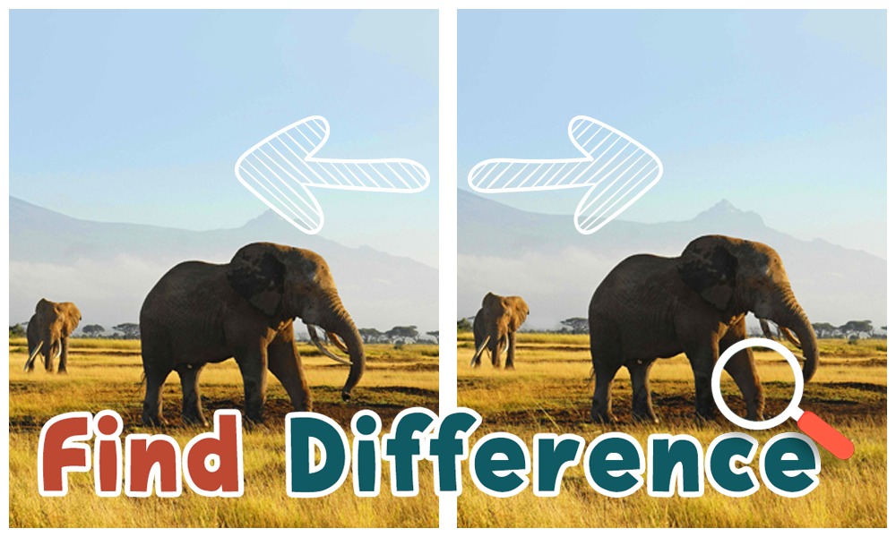 Find Differences : Wildlife游戏截图1