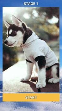 Siberian Husky Puzzle Game游戏截图2