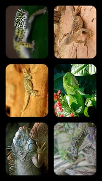 Lizard Jigsaw Puzzles游戏截图1